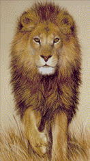 Gif animé lion yeux